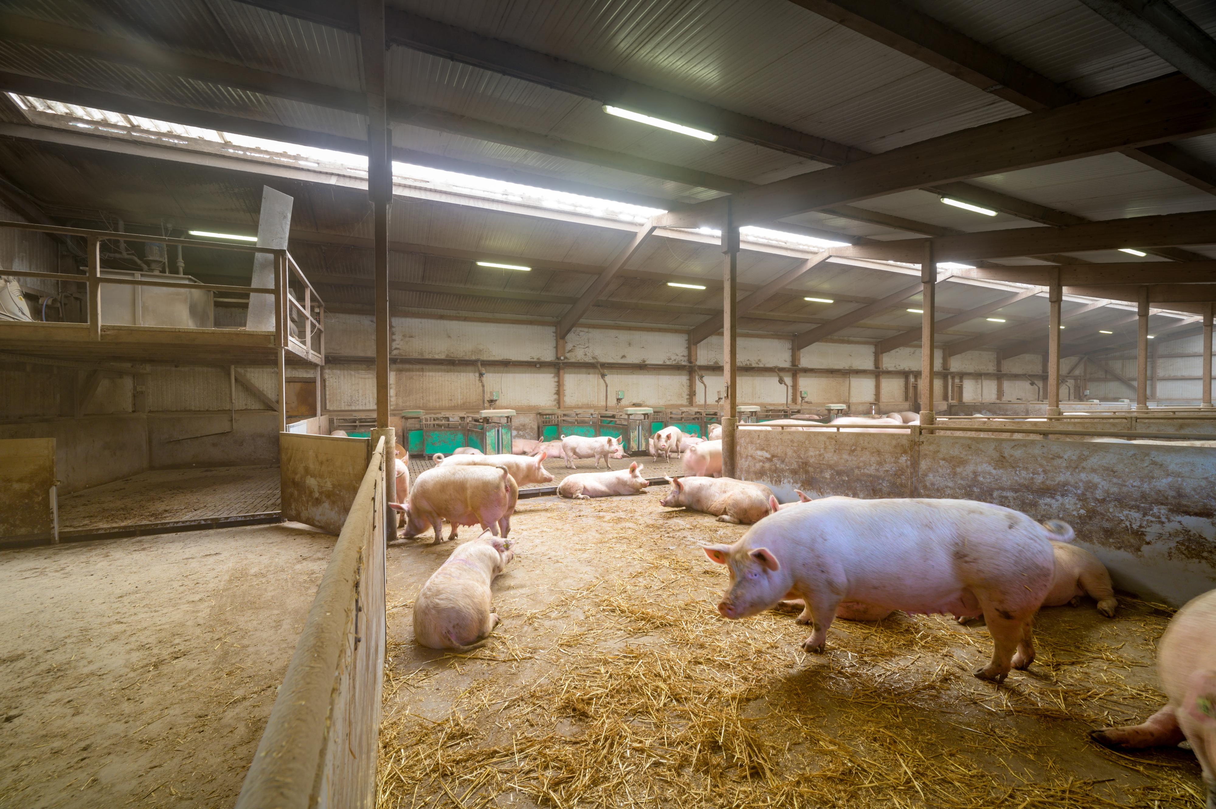 Domaine agricole avec porcherie sur 2 sites - Image# 7