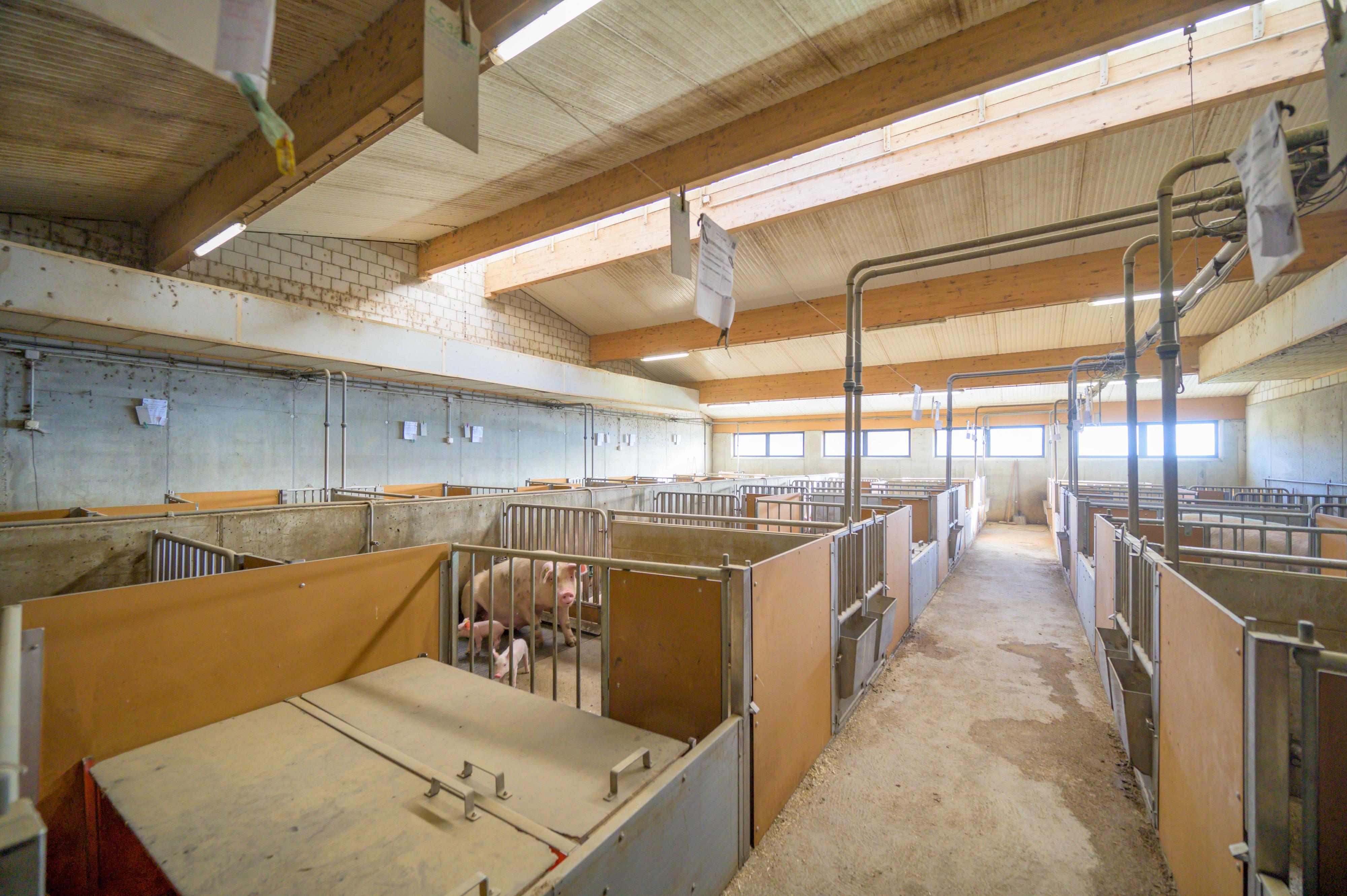 Landwirtschaftlichesbetrieb (20 ha) mit Zuchtschweineställe (280 GVE an 2 Standorten) - Image# 5