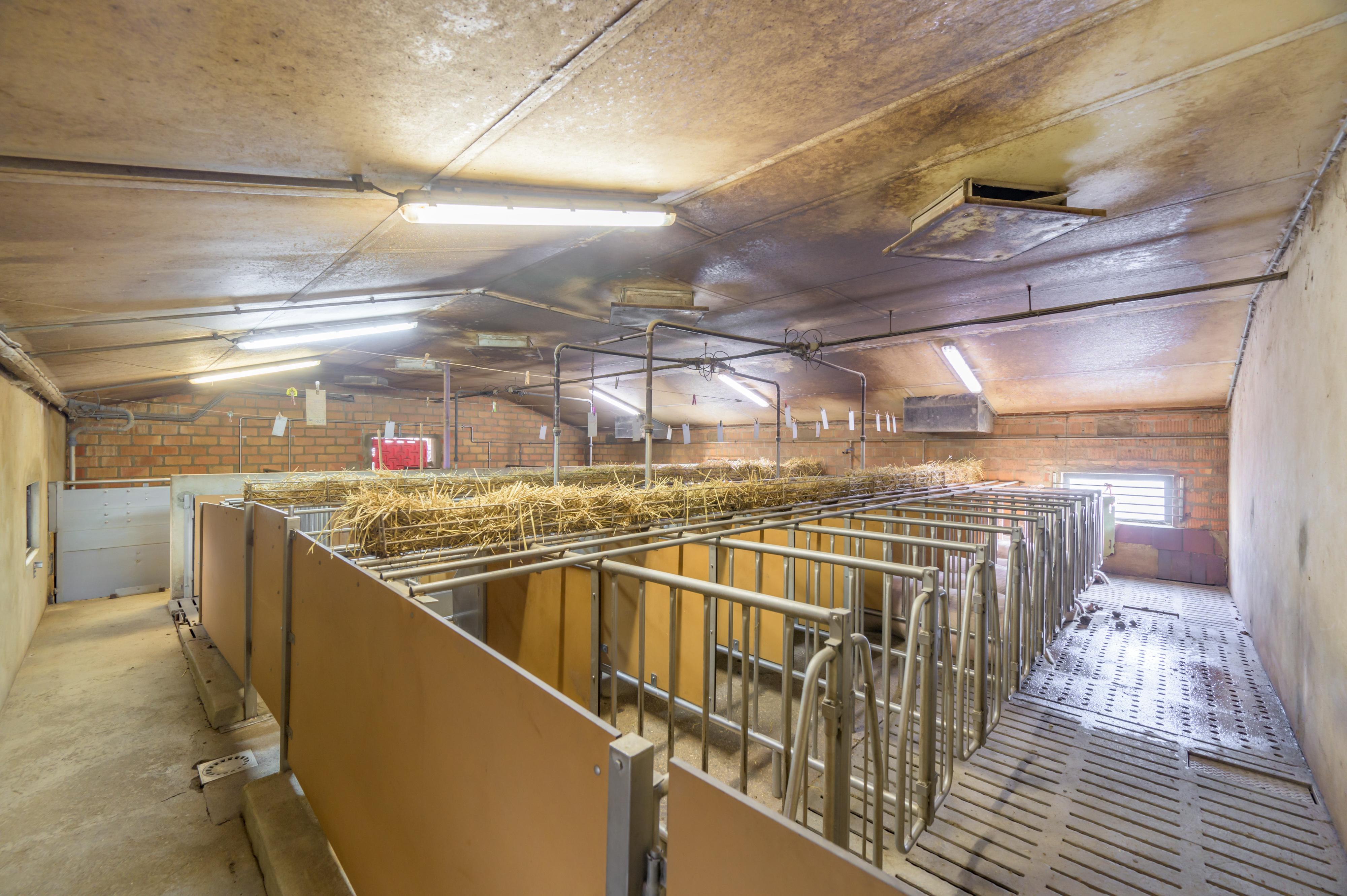 Landwirtschaftlichesbetrieb (20 ha) mit Zuchtschweineställe (280 GVE an 2 Standorten) - Image# 6