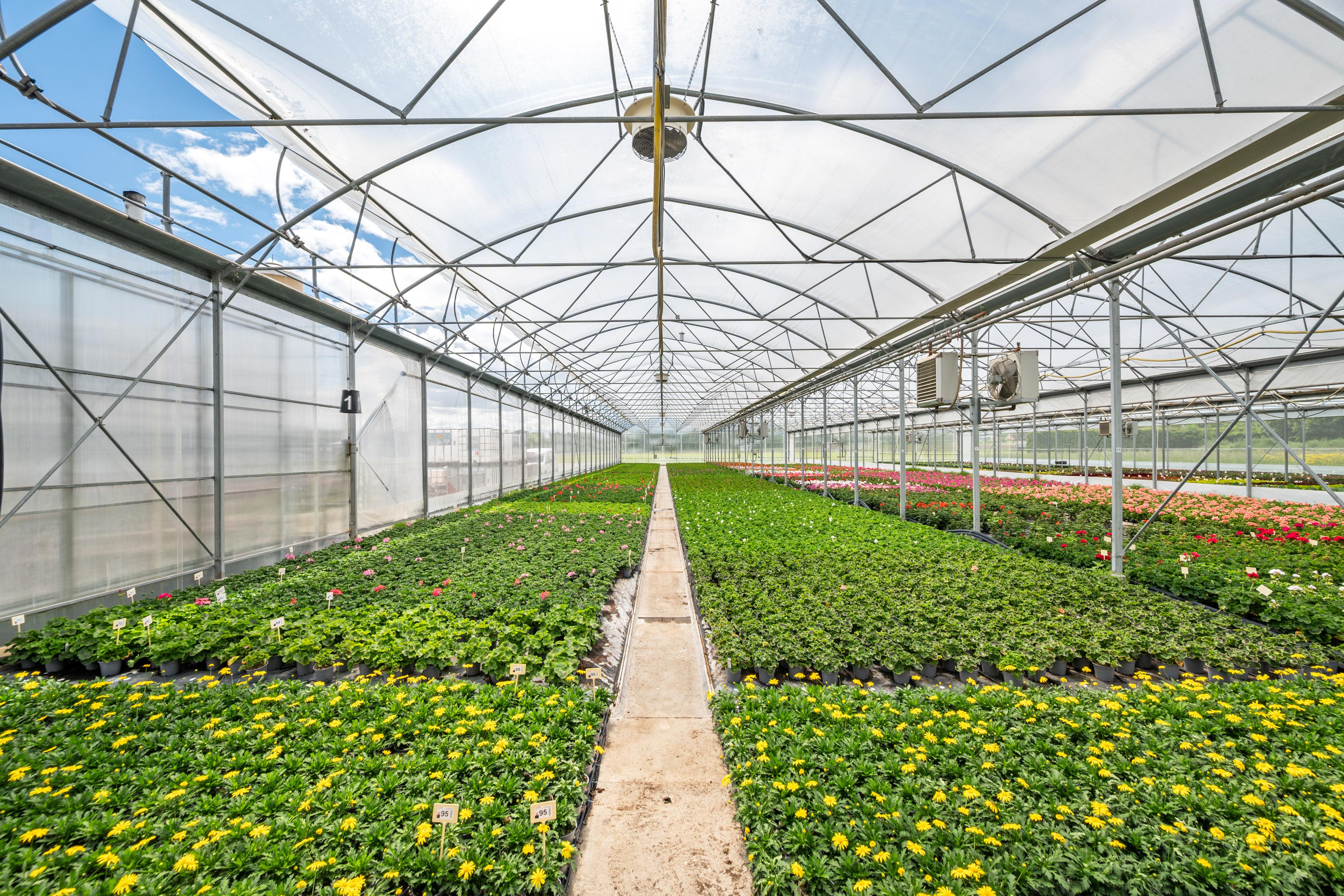 Cession d'une entreprise horticole de référence en Suisse romande - Image# 8